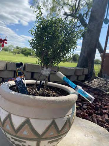 Image of a plant with a sensor and electric circuit board nearby