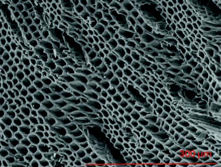 Image of section look of the porus material
