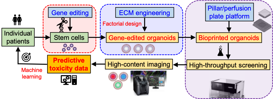 Predictive compound screening via microarray 3D bioprinting of human organoids