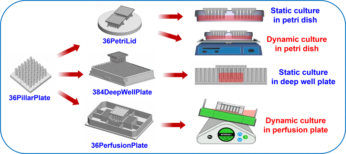 organoid culture on the pillar plate