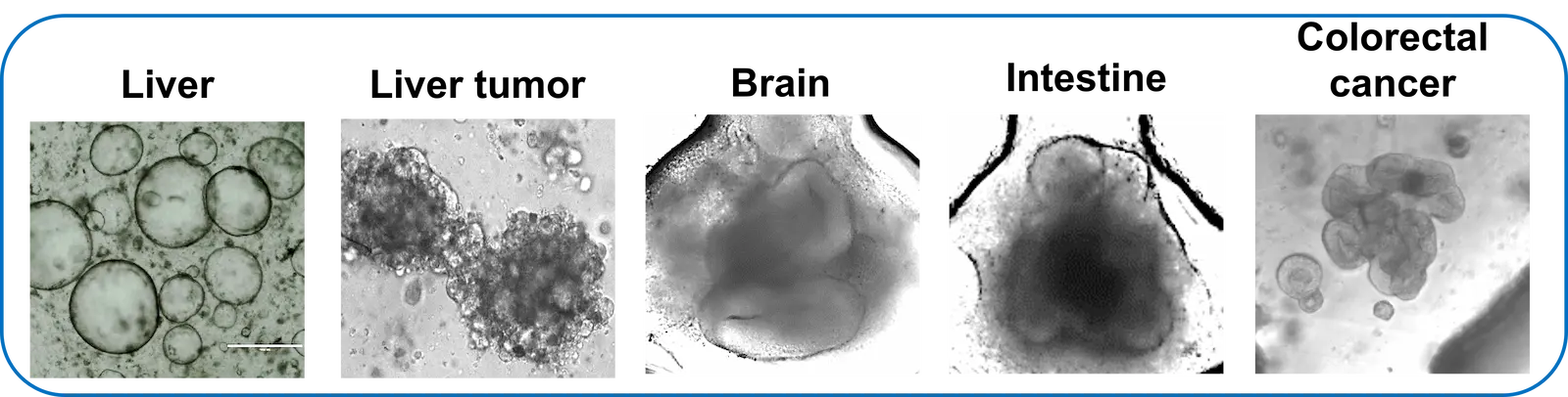 Organoids cultured on pillar perfusion plate