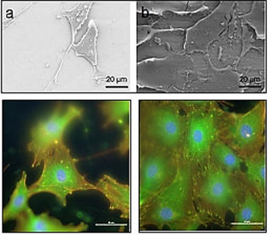 Cell culture on laser textured coatings