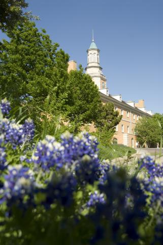 Bluebonnets on UNT campus