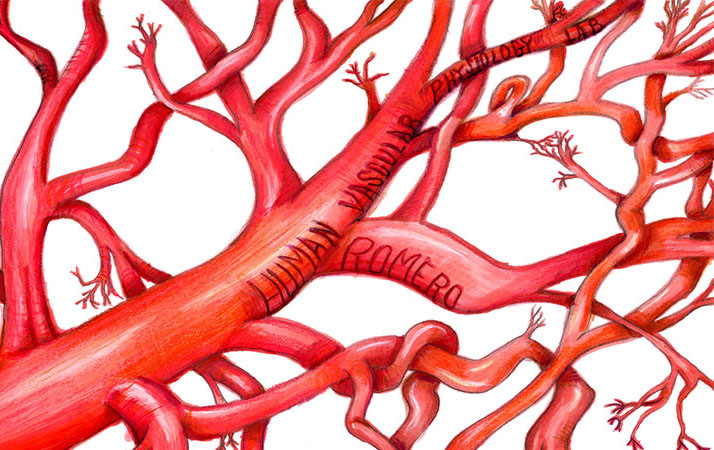 Human vascular system
